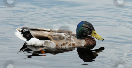 To use this stock image in your creative project, please select the size you need over to the right and click the "Add to Cart" button.
Your downloaded image will come with the Cutcaster watermark removed so don’t worry about the watermark you see on this page. Duck stock photo, A duck in the water swimming along. by Tim Markley