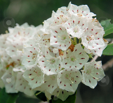 To use this stock image in your creative project, please select the size you need over to the right and click the "Add to Cart" button.
Your downloaded image will come with the Cutcaster watermark removed so don’t worry about the watermark you see on this page. Laurels in bloom stock photo, Mountain Laurel in full bloom in the North Carolina Mountains. Shown up close. by Tim Markley