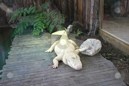 To use this stock image in your creative project, please select the size you need over to the right and click the "Add to Cart" button.
Your downloaded image will come with the Cutcaster watermark removed so don’t worry about the watermark you see on this page. White Alligator stock photo, A white alligator laying on wood with hand on rock by Lucy Clark