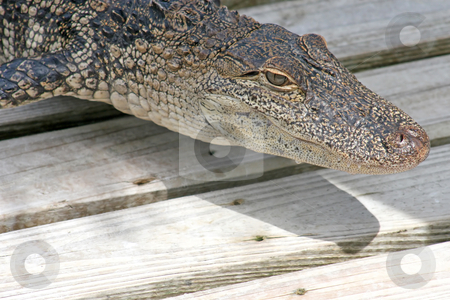 To use this stock image in your creative project, please select the size you need over to the right and click the "Add to Cart" button.
Your downloaded image will come with the Cutcaster watermark removed so don’t worry about the watermark you see on this page. Alligator stock photo, A close-up of an alligator laying on wood. by Lucy Clark