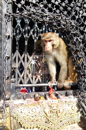 To use this stock image in your creative project, please select the size you need over to the right and click the "Add to Cart" button.
Your downloaded image will come with the Cutcaster watermark removed so don’t worry about the watermark you see on this page. Monkey stock photo, Closeup view of a monkey in the temple by John Young