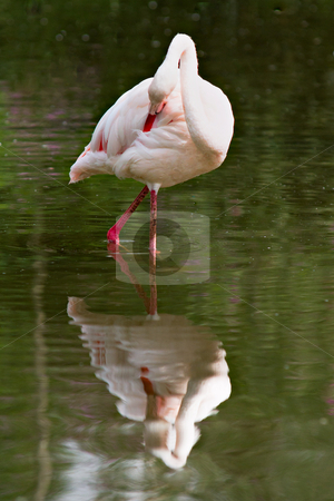 To use this stock image in your creative project, please select the size you need over to the right and click the "Add to Cart" button.
Your downloaded image will come with the Cutcaster watermark removed so don’t worry about the watermark you see on this page. Flamingo stock photo, Single flamingo in water with reflection by Gert Lavsen