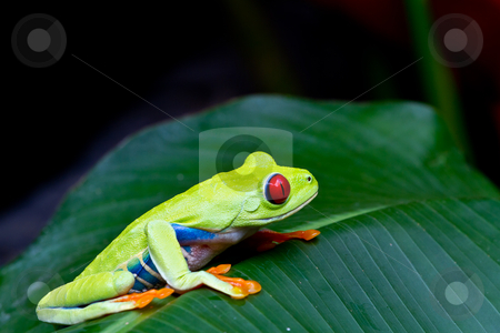 To use this stock image in your creative project, please select the size you need over to the right and click the "Add to Cart" button.
Your downloaded image will come with the Cutcaster watermark removed so don’t worry about the watermark you see on this page. Red eyed tree frog side stock photo, The amazing blue sides of the red eyed tree frog. by mojojojo