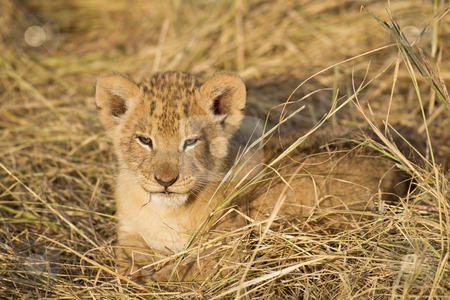 To use this stock image in your creative project, please select the size you need over to the right and click the "Add to Cart" button.
Your downloaded image will come with the Cutcaster watermark removed so don’t worry about the watermark you see on this page. Lion Cub stock photo, Lion cub, Maasai Mara National Reserve, Kenya, East Africa by mdphot