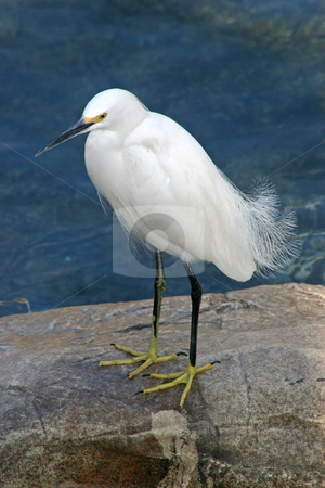 To use this stock image in your creative project, please select the size you need over to the right and click the "Add to Cart" button.
Your downloaded image will come with the Cutcaster watermark removed so don’t worry about the watermark you see on this page. Bird stock photo, A bird standing on a rock by Lucy Clark