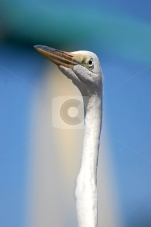 To use this stock image in your creative project, please select the size you need over to the right and click the "Add to Cart" button.
Your downloaded image will come with the Cutcaster watermark removed so don’t worry about the watermark you see on this page. White Bird stock photo, A white bird with a long neck by Lucy Clark
