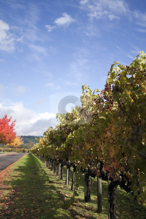 To use this stock image in your creative project, please select the size you need over to the right and click the "Add to Cart" button.
Your downloaded image will come with the Cutcaster watermark removed so don’t worry about the watermark you see on this page. Vineyard stock photo, A row of grape vines used for making wine by Kevin Tietz