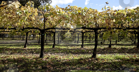 To use this stock image in your creative project, please select the size you need over to the right and click the "Add to Cart" button.
Your downloaded image will come with the Cutcaster watermark removed so don’t worry about the watermark you see on this page. Grape Vines stock photo, A close view of several grape vines used to make wine by Kevin Tietz