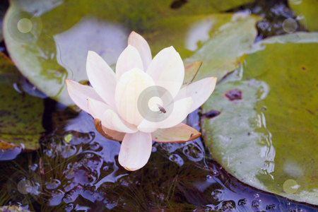 To use this stock image in your creative project, please select the size you need over to the right and click the "Add to Cart" button.
Your downloaded image will come with the Cutcaster watermark removed so don’t worry about the watermark you see on this page. Waterlily stock photo, Close up of a white waterlily in a pool by Fabio Alcini