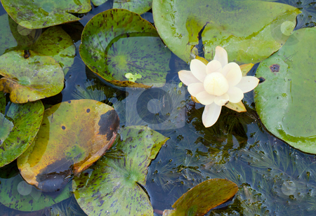 To use this stock image in your creative project, please select the size you need over to the right and click the "Add to Cart" button.
Your downloaded image will come with the Cutcaster watermark removed so don’t worry about the watermark you see on this page. Waterlily stock photo, Close up of a white waterlily in a pool by Fabio Alcini