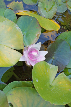 To use this stock image in your creative project, please select the size you need over to the right and click the "Add to Cart" button.
Your downloaded image will come with the Cutcaster watermark removed so don’t worry about the watermark you see on this page. Waterlily stock photo, Close up of a pink waterlily in a pool by Fabio Alcini