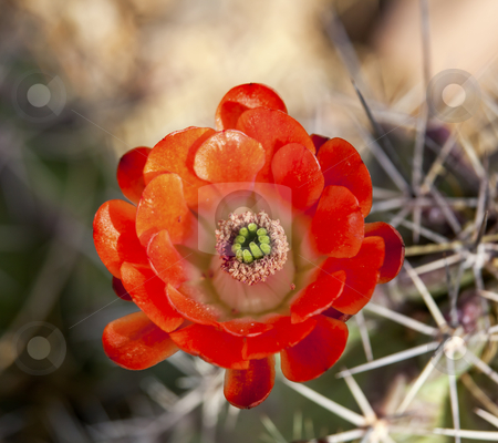 To use this stock image in your creative project, please select the size you need over to the right and click the "Add to Cart" button.
Your downloaded image will come with the Cutcaster watermark removed so don’t worry about the watermark you see on this page. Orange Cactus Flower stock photo, Orange Cactus Flower Blossum Desert Botanical Garden Papago Park Sonoran Desert Phoenix Arizona by William Perry