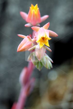 To use this stock image in your creative project, please select the size you need over to the right and click the "Add to Cart" button.
Your downloaded image will come with the Cutcaster watermark removed so don’t worry about the watermark you see on this page. Echeveria Runyonii Habitus Inflorescences stock photo, red yellow orange flower of a everia runyoni habitus inflorescences by Henrik Lehnerer