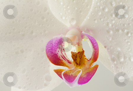 To use this stock image in your creative project, please select the size you need over to the right and click the "Add to Cart" button.
Your downloaded image will come with the Cutcaster watermark removed so don’t worry about the watermark you see on this page. Orchid stock photo, Extreme close up of a wonderful orchid with drops of water by Fabio Alcini