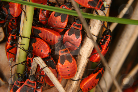 To use this stock image in your creative project, please select the size you need over to the right and click the "Add to Cart" button.
Your downloaded image will come with the Cutcaster watermark removed so don’t worry about the watermark you see on this page. Red Bug (Pyrrhocoris apterus) stock photo, Red Bug (Pyrrhocoris apterus) - various stages of development in a group by Torsten Dietrich