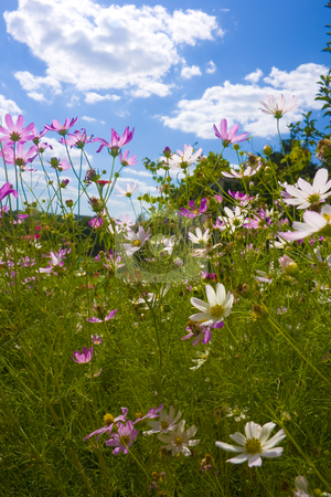 To use this stock image in your creative project, please select the size you need over to the right and click the "Add to Cart" button.
Your downloaded image will come with the Cutcaster watermark removed so don’t worry about the watermark you see on this page. Flowers on blue sky background stock photo, beautiful flowers and blue sky background by Minka Ruskova-Stefanova