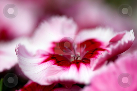 To use this stock image in your creative project, please select the size you need over to the right and click the "Add to Cart" button.
Your downloaded image will come with the Cutcaster watermark removed so don’t worry about the watermark you see on this page. Dianthus Corona Cherry Magic stock photo, close up of a white pink red dianthus corona cherry magic by Henrik Lehnerer