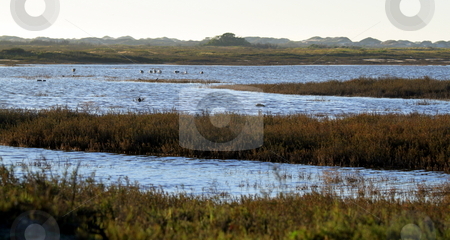 To use this stock image in your creative project, please select the size you need over to the right and click the "Add to Cart" button.
Your downloaded image will come with the Cutcaster watermark removed so don’t worry about the watermark you see on this page. Wetland stock photo, wetland near the Ormond Beach california oxnard by Henrik Lehnerer