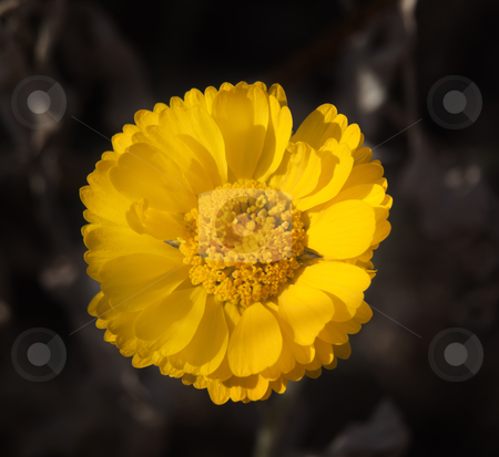 To use this stock image in your creative project, please select the size you need over to the right and click the "Add to Cart" button.
Your downloaded image will come with the Cutcaster watermark removed so don’t worry about the watermark you see on this page. Bright Yellow Desert Marigold Baileya Mulitradiata stock photo, Bright Yellow Desert Marigold Baileya Multiradiata Flower Blossum Desert Botanical Garden Papago Park Sonoran Desert Phoenix Arizona by William Perry