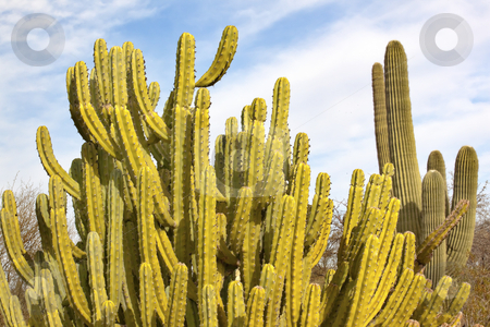 To use this stock image in your creative project, please select the size you need over to the right and click the "Add to Cart" button.
Your downloaded image will come with the Cutcaster watermark removed so don’t worry about the watermark you see on this page. Organ Pipe Cactus Saguaro Desert Botanical Garden Phoenix Arizon stock photo, Organ Pipe Cactus Stenocereus Thurberi, Saguaro Cactus Desert Botanical Garden Papago Park Sonoran Desert Phoenix Arizona by William Perry