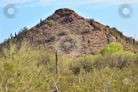 To use this stock image in your creative project, please select the size you need over to the right and click the "Add to Cart" button.
Your downloaded image will come with the Cutcaster watermark removed so don’t worry about the watermark you see on this page. Saguaro Cactus Desert Botanical Garden Phoenix Arizona stock photo, Saguaro Cactus Carnegiea Gigantea, Desert Botanical Garden Papago Park Sanoran Desert Phoenix Arizona by William Perry