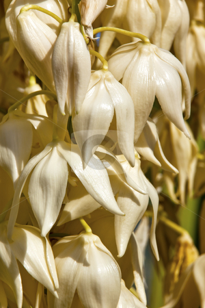 To use this stock image in your creative project, please select the size you need over to the right and click the "Add to Cart" button.
Your downloaded image will come with the Cutcaster watermark removed so don’t worry about the watermark you see on this page. White Yucca Cactus Flowers stock photo, White Yucca Cactus Flowers Blossums Desert Botanical Garden Papago Park Sonoran Desert Phoenix Arizona by William Perry