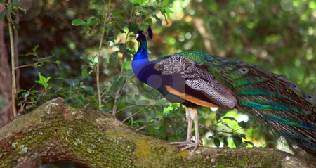 To use this stock image in your creative project, please select the size you need over to the right and click the "Add to Cart" button.
Your downloaded image will come with the Cutcaster watermark removed so don’t worry about the watermark you see on this page. Peacock stock photo, Wild Peacock sitting on branch by Marburg