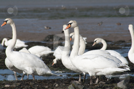 To use this stock image in your creative project, please select the size you need over to the right and click the "Add to Cart" button.
Your downloaded image will come with the Cutcaster watermark removed so don’t worry about the watermark you see on this page. Mute Swans. stock photo, Mute Swans, Cygnus olor, flock in the sun on an estuary. by richsouthwales
